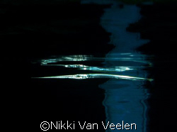 Juvenile Red Sea needlefish and reflection taken at Ras U... by Nikki Van Veelen 